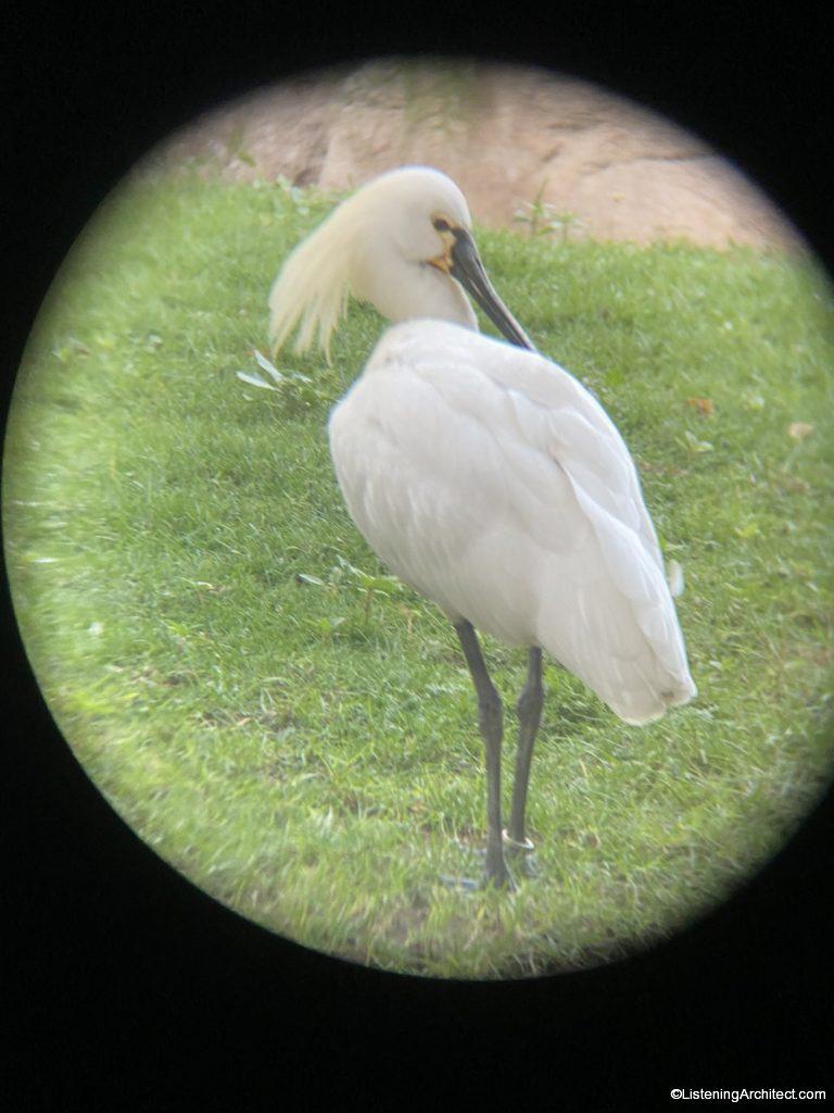 Spoonbill