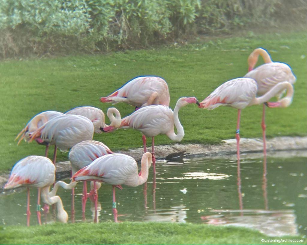 A Flamboyance of Flamingos