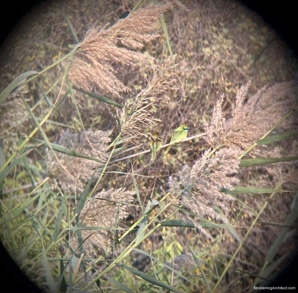 A pair of Arabian Green Bee-eaters