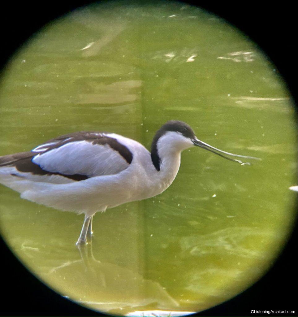 Pied Avocet