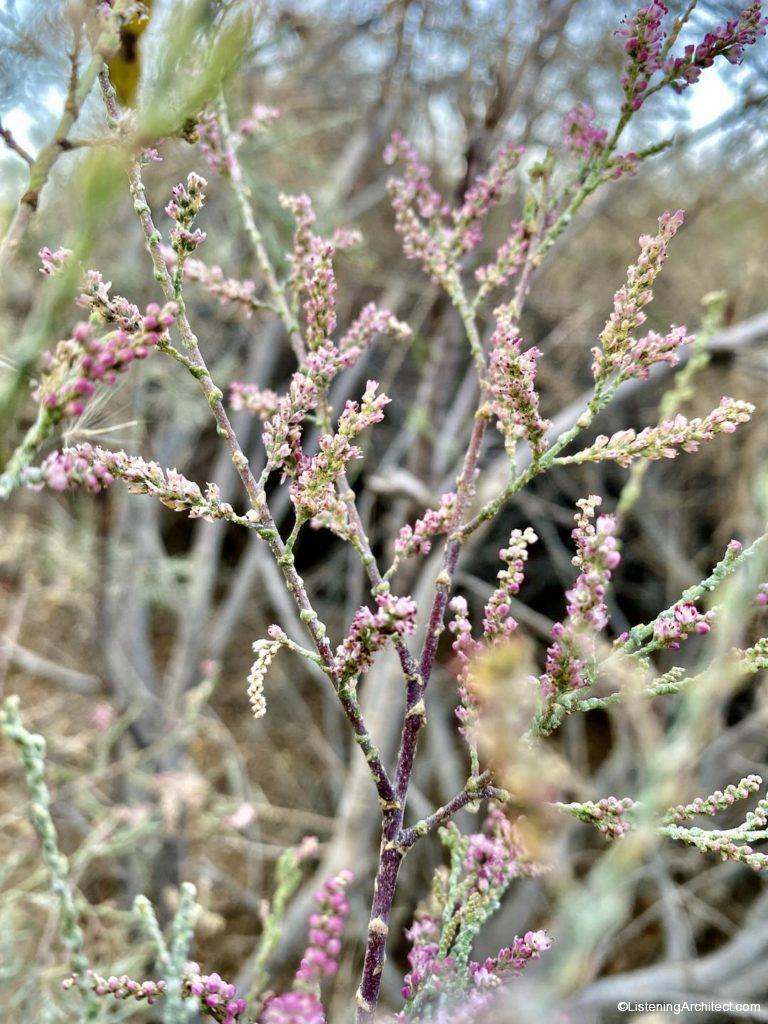 Tamarisk - Salt Cedar Flowers
