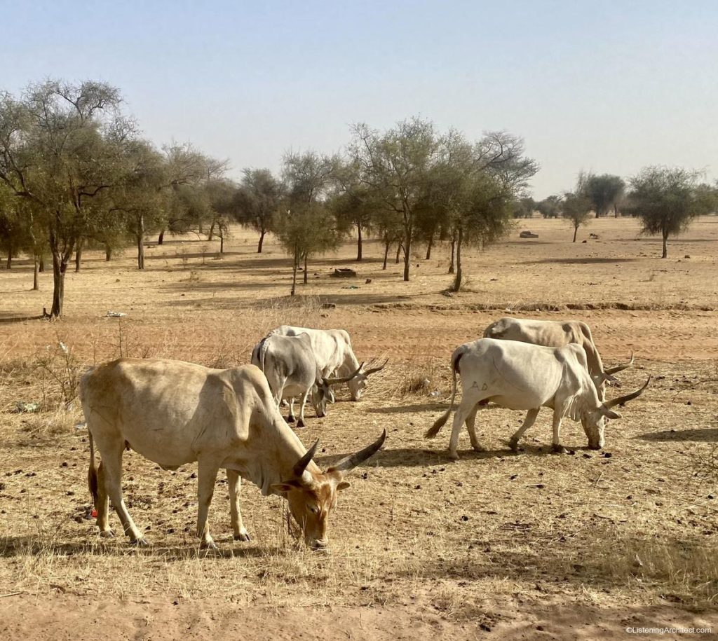 Cattle in Bambey, Senegal