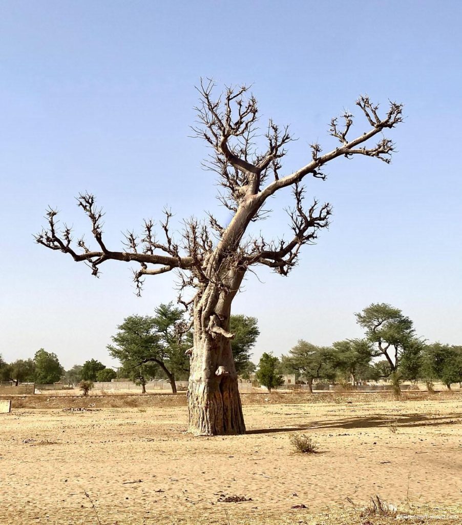 Baobab Tree in Bambey, Senegal