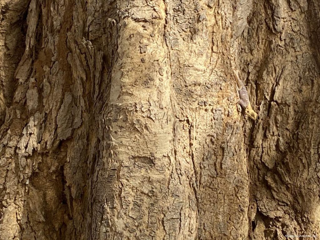 Lizards living in the Acacia Tree