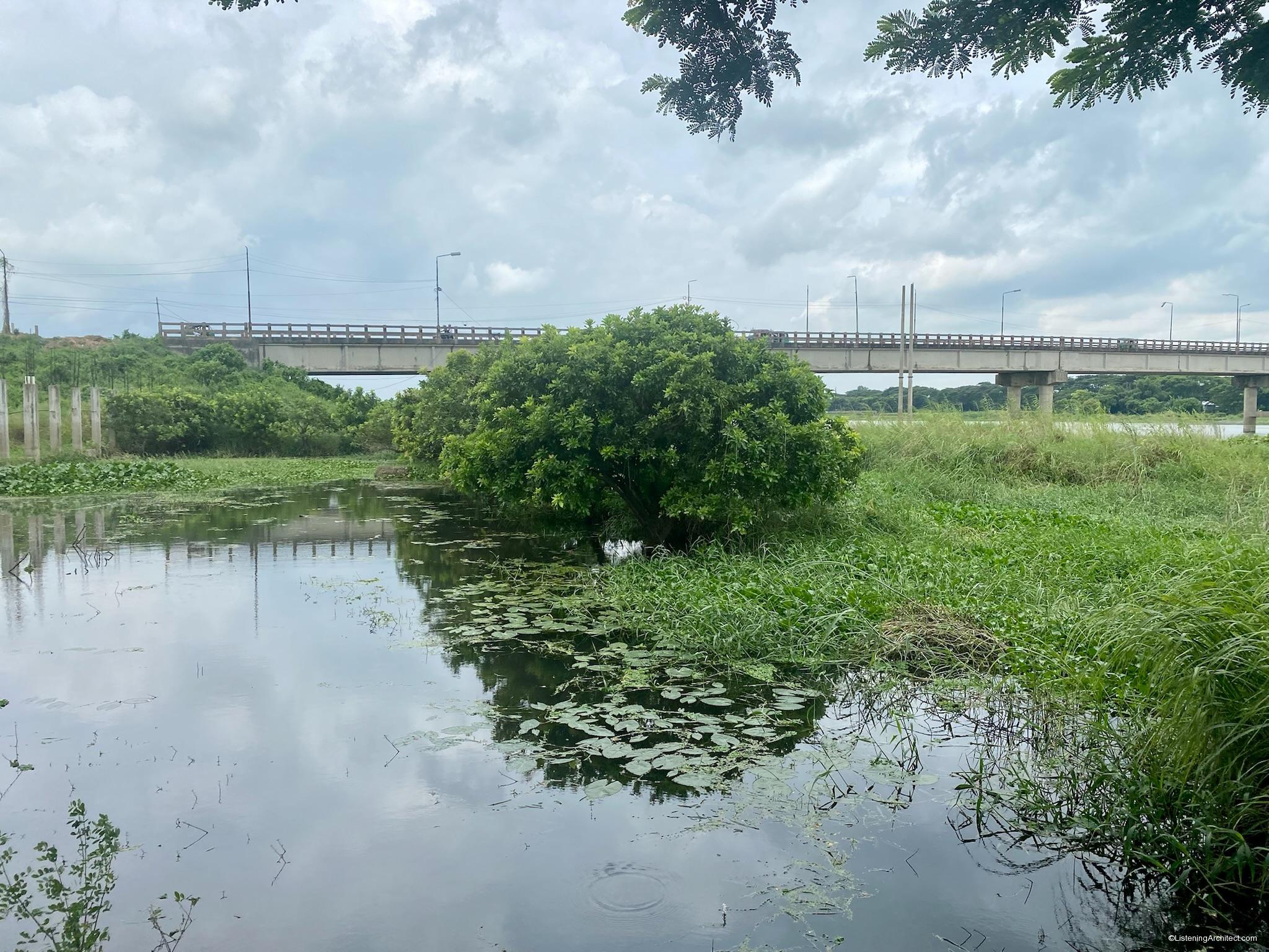 Trees in the water Listening Architect